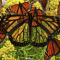 Monarch